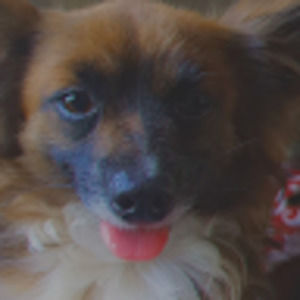 Meet your Posher, Bella